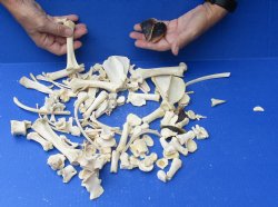 100 assorted raccoon, opossum, coyote and wild boar bones 1/2 to 6 inches - $35