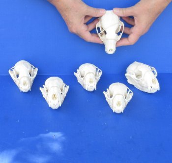 6 pc lot of A-Grade Raccoon Skulls - $180