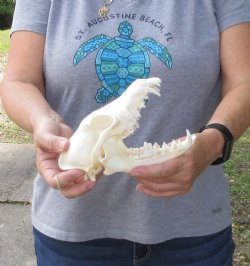 A-Grade Coyote skull 7-1/2 x 3-3/4 inches - $36