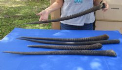 B-Grade Five piece lot of Gemsbok Horns 25 to 38 inches long - $70