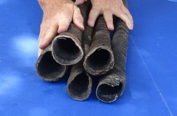 B-Grade Five piece lot of Gemsbok Horns 25 to 38 inches long - $70