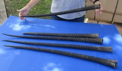 B-Grade Five piece lot of Gemsbok Horns 28 to 37 inches long - $70