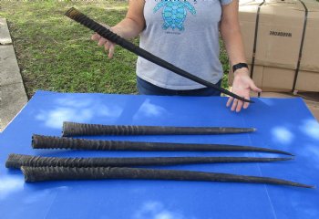 B-Grade Five piece lot of Gemsbok Horns 28 to 37 inches long - $70