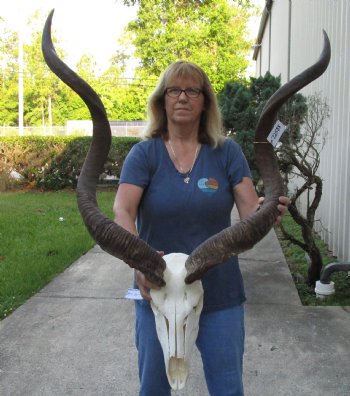 African Kudu Skull 47&48 inch horns for $375 (signature required)