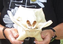 12 inch long African Warthog Skull for sale with 3 and 4 inch Ivory tusks - $90