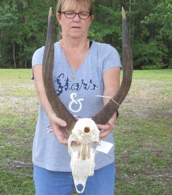 Nyala Horns measuring 23 inches and Skull - $190.00