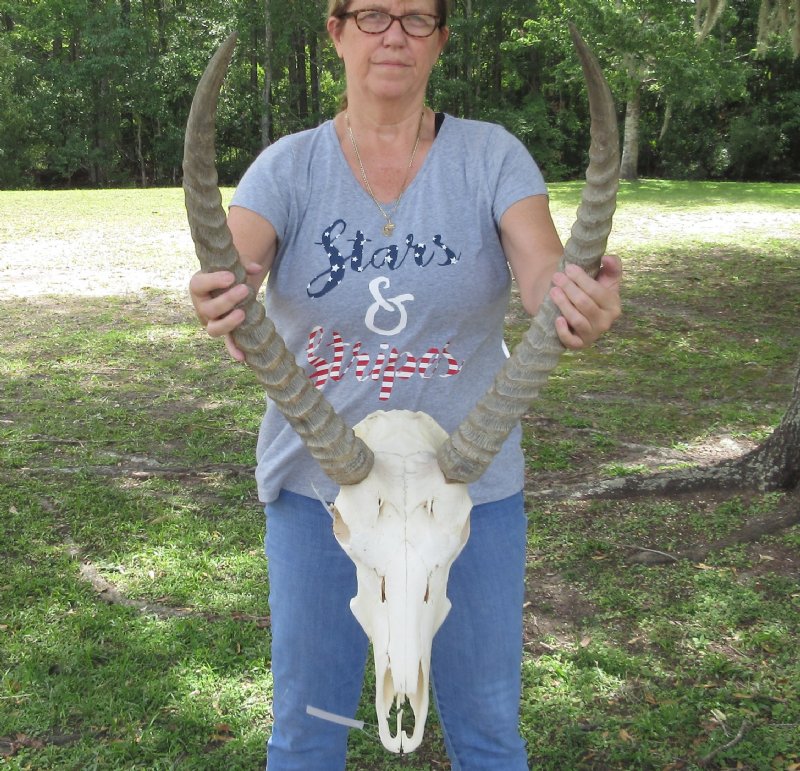 25 inch African Waterbuck Horns and Skull