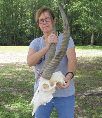 25 inch African Waterbuck Horns and Skull - $200