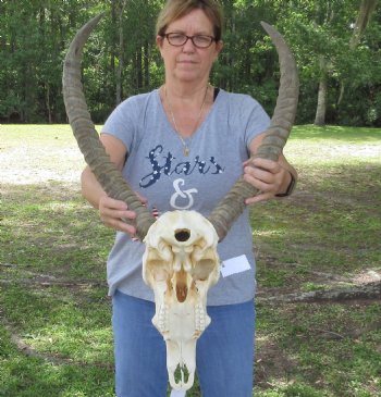 25 inch African Waterbuck Horns and Skull - $200