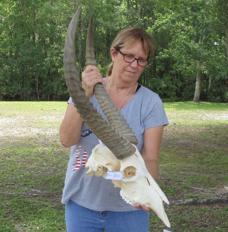 25 inch African Waterbuck Horns and Skull