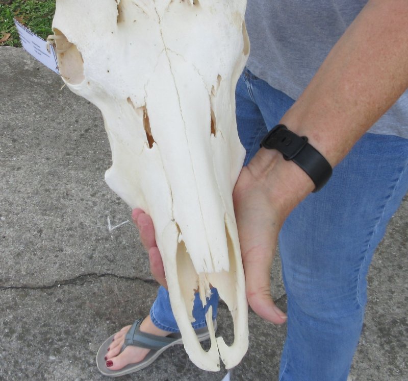 25 inch African Waterbuck Horns and Skull