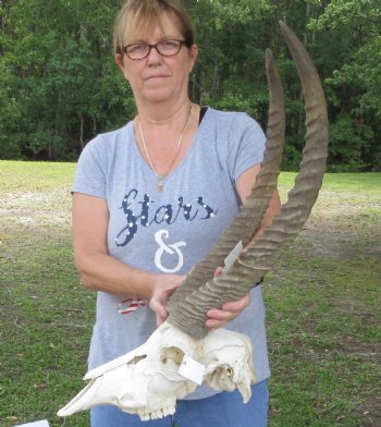 B-Grade 24 & 25 inch Waterbuck Horns and Skull - $190