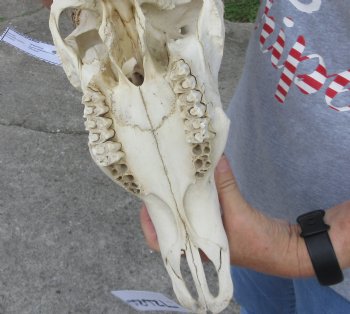 B-Grade 24 & 25 inch Waterbuck Horns and Skull - $190
