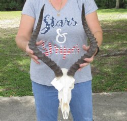 African impala skull with 21 inches horns - $100 
