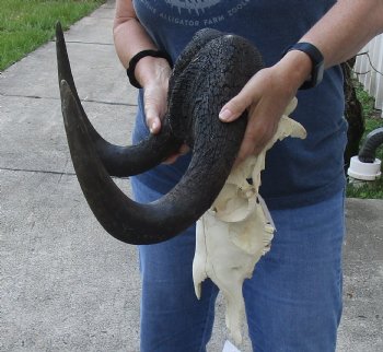 African Black Wildebeest Skull and 16" Horns - $81