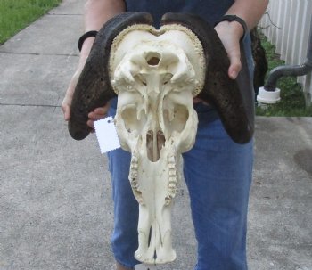 African Black Wildebeest Skull and 16" Horns - $81