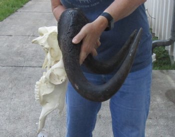 African Black Wildebeest Skull and 16" Horns - $81