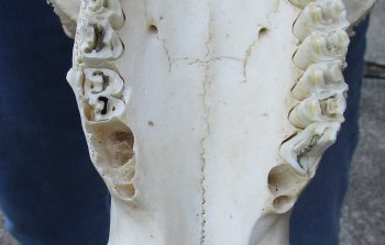 African Black Wildebeest Skull and 16" Horns - $81