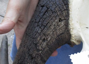 African Black Wildebeest Skull and 16" Horns - $81