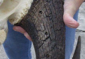 African Black Wildebeest Skull and 16" Horns - $81