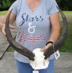 19 inch kudu horns on skull plate for $70