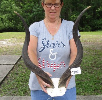30 inch kudu horns on skull plate for $95