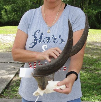 22 inch kudu horns on skull plate for $80