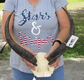 18 inch kudu horns on skull plate for $70