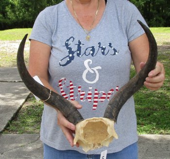 18 inch kudu horns on skull plate for $70