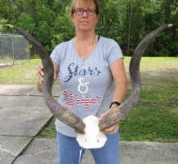 32 inch kudu horns on skull plate for $95