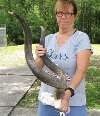 32 inch kudu horns on skull plate for $95