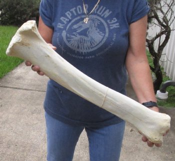 25 inch Giraffe Tibia Leg Bone - $75