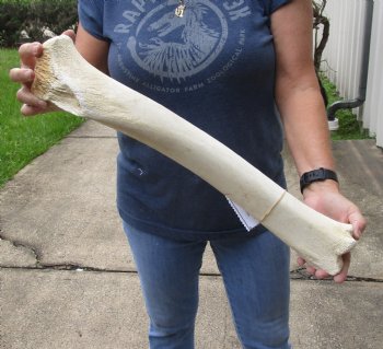 22 inch giraffe tibia leg bone - $75