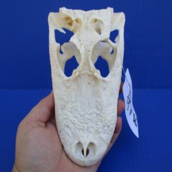 B-Grade 7-1/2" Alligator Top Skull - $40