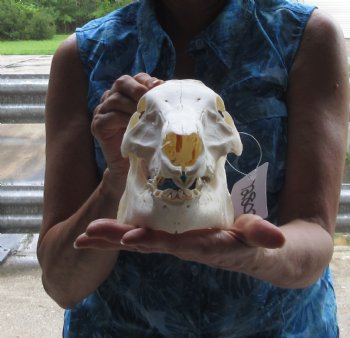 Wild Boar Skull 10-1/2 inches - $35