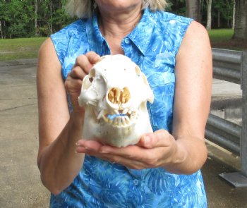 Wild Boar Skull 10-1/4 inches - $40