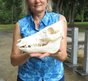 Wild Boar Skull 10-1/4 inches - $40
