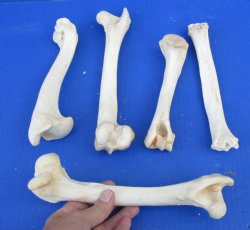 5 piece lot of deer leg bones 7 to 10 inches long - $10