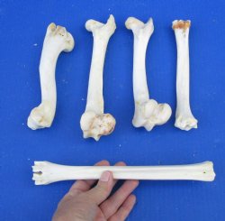 5 piece lot of deer leg bones 7 to 10 inches long - $10