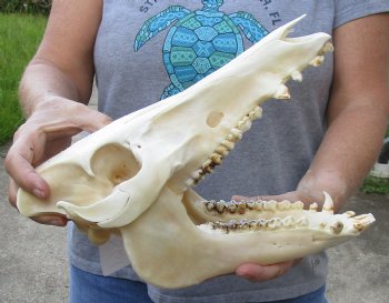 Wild Boar Skull 12 inches - $50