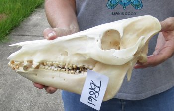 Wild Boar Skull 12 inches - $50