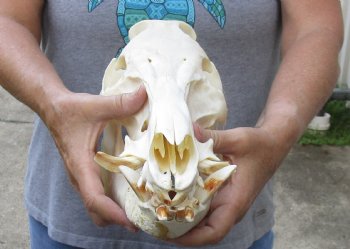 Wild Boar Skull 13-1/2 inches - $60