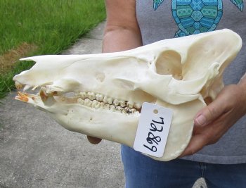 Wild Boar Skull 13-1/2 inches - $60
