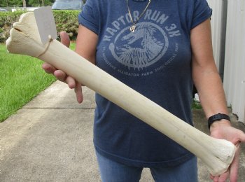 24 inch giraffe metacarpal leg bone - $95