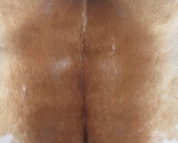 Real Goat Hide for sale -  35 inches - $35