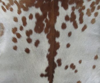 Real Goat Hide for sale -  34 inches - $25