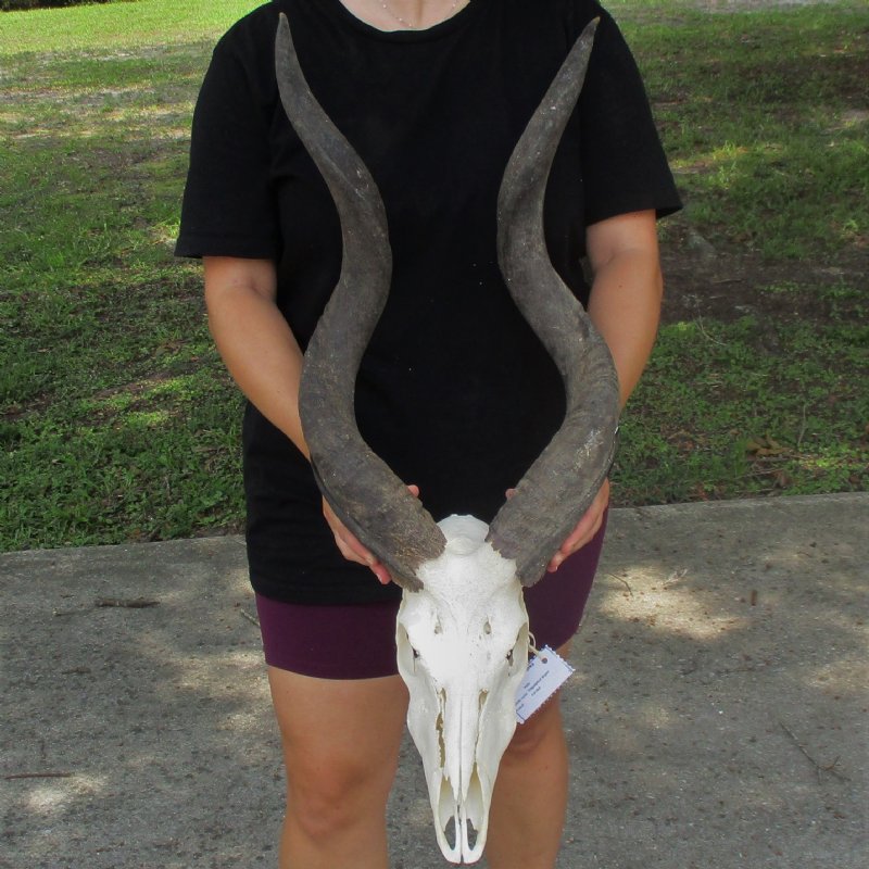 Nyala Skull with Kudu Horns