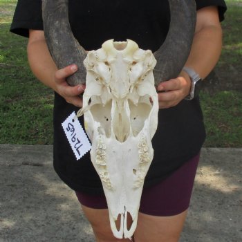 Nyala Skull with 28" Kudu Horns -  $225