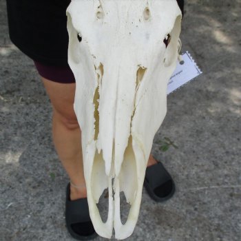Nyala Skull with 28" Kudu Horns -  $225