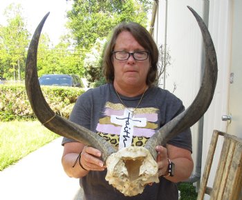 24 inch kudu horns on skull plate for $75